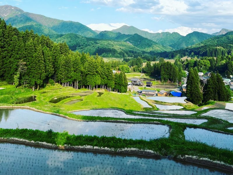 北五百川の棚田