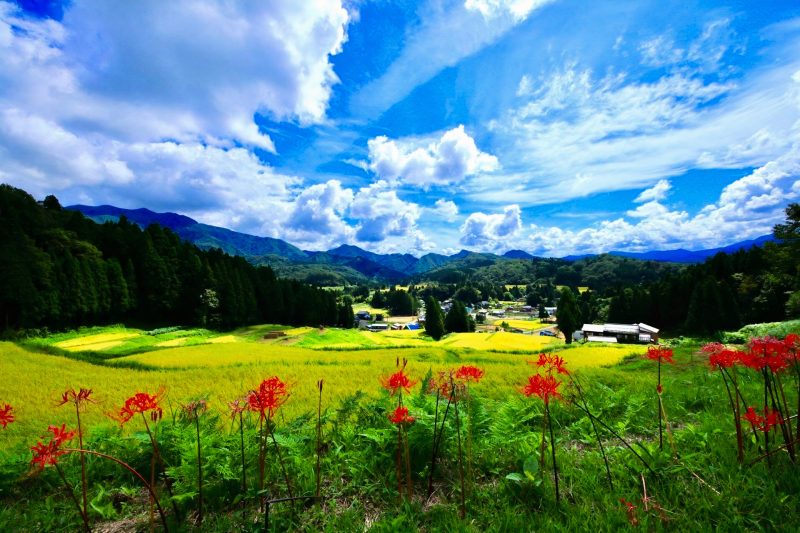秋の棚田　北五百川